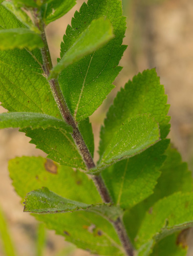 hoary vervain