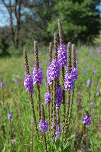 hoary vervain