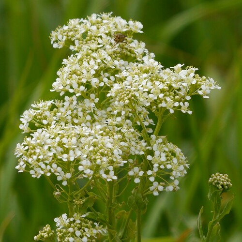 Heart-podded Hoary Cress