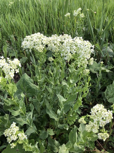 Heart-podded Hoary Cress