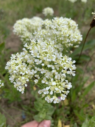 Heart-podded Hoary Cress