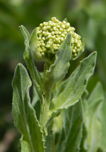 Heart-podded Hoary Cress