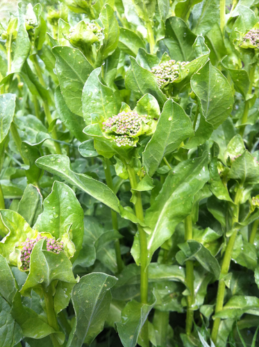 Heart-podded Hoary Cress