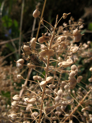 Heart-podded Hoary Cress