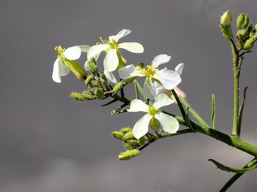 Heart-podded Hoary Cress