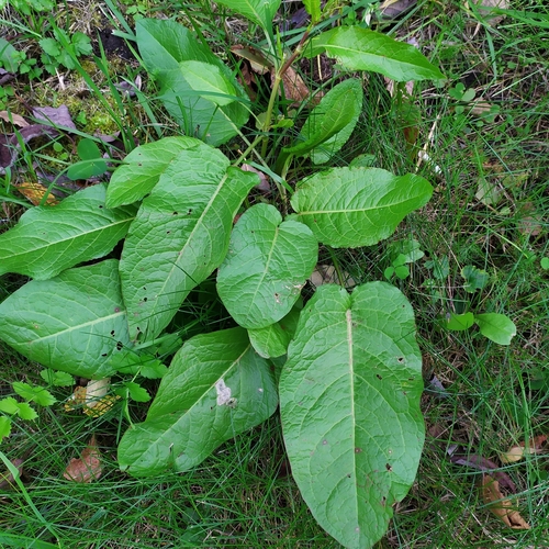 broad-leaved dock