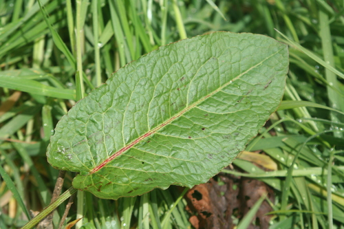 broad-leaved dock