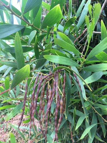 Longleaf Wattle