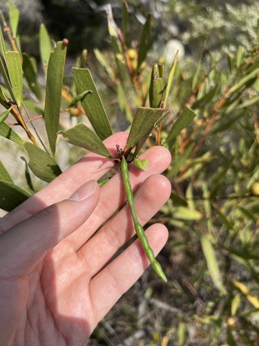Longleaf Wattle