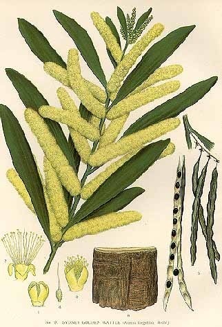 Longleaf Wattle