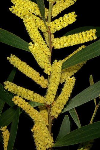 Longleaf Wattle