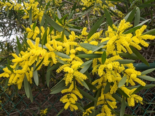 Longleaf Wattle