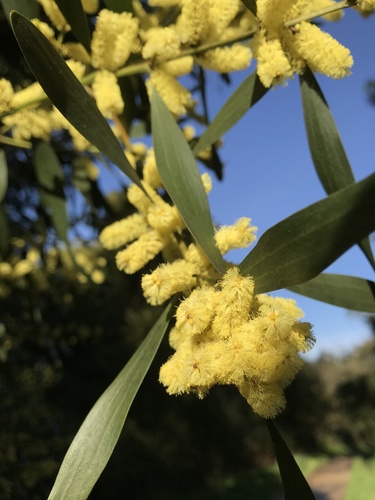 Longleaf Wattle