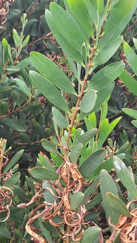 Longleaf Wattle