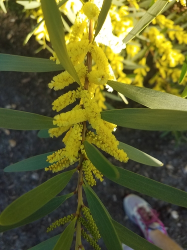 Longleaf Wattle