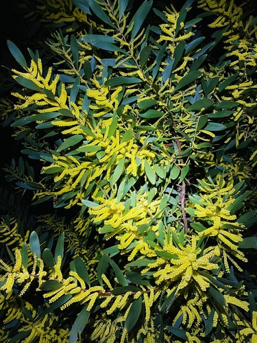 Longleaf Wattle