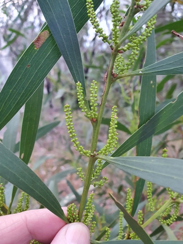 Longleaf Wattle
