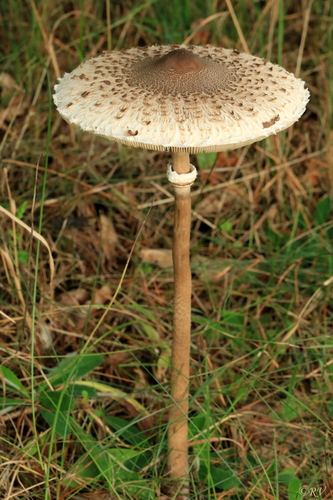 Parasol