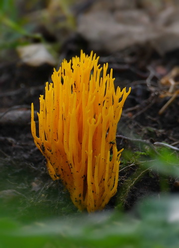 Jelly-antler