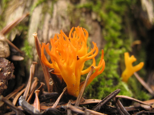 Jelly-antler