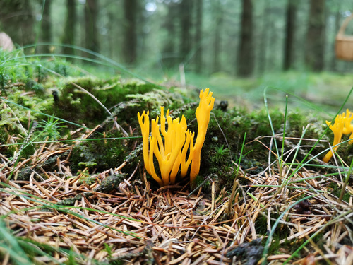 Jelly-antler