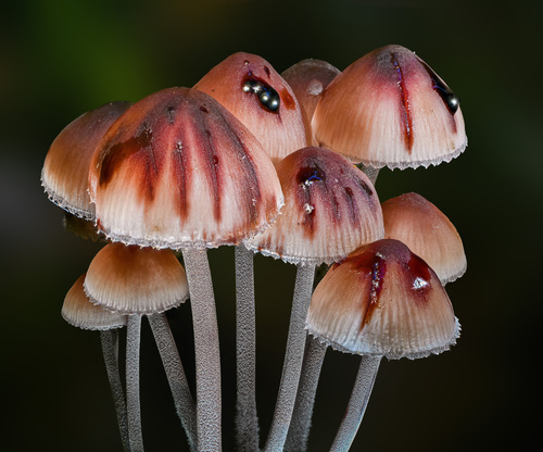 Bleeding Fairy Helmet