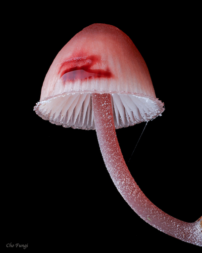 Bleeding Fairy Helmet