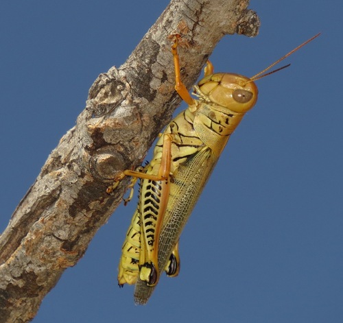 Differential Grasshopper