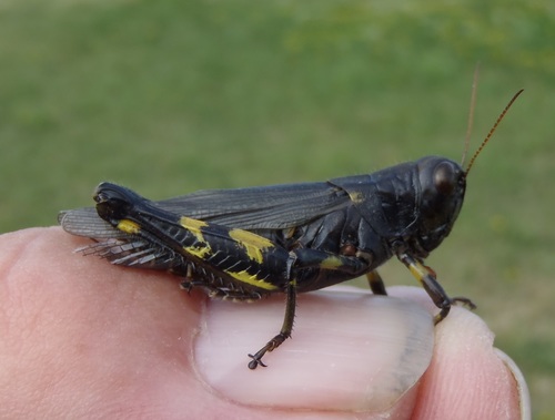 Differential Grasshopper