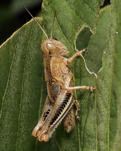 Differential Grasshopper