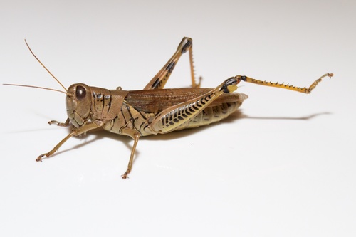 Differential Grasshopper