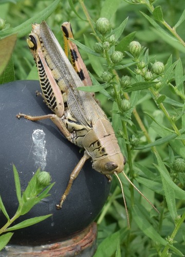 Differential Grasshopper