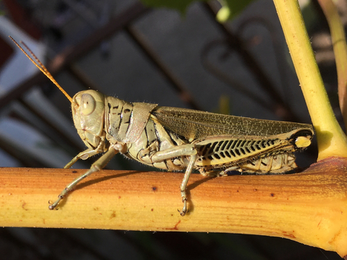 Differential Grasshopper