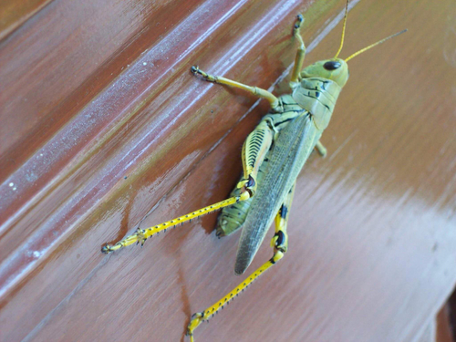 Differential Grasshopper