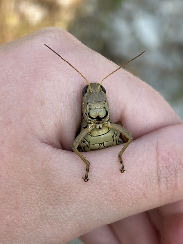 Differential Grasshopper