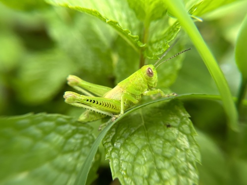 Differential Grasshopper