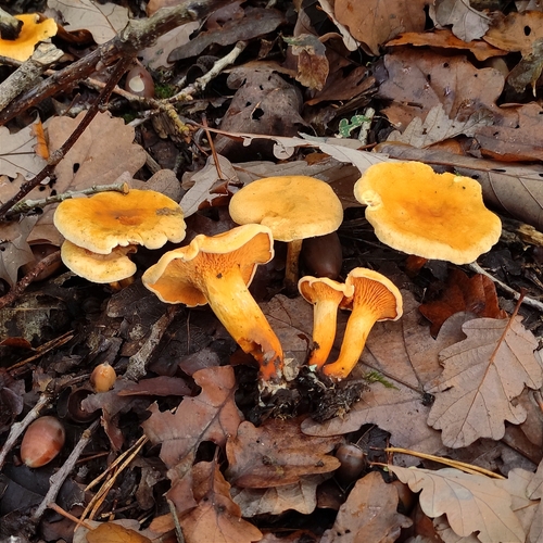 False Chanterelle