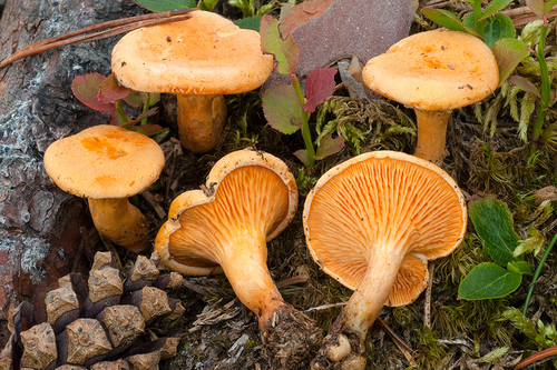 False Chanterelle
