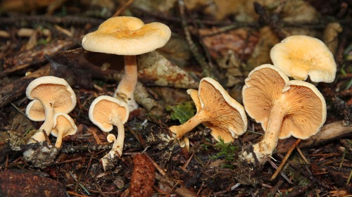 False Chanterelle