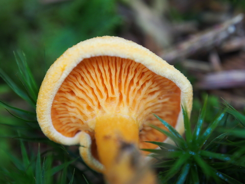 False Chanterelle