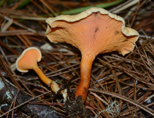 False Chanterelle