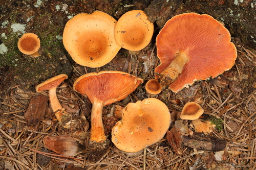 False Chanterelle