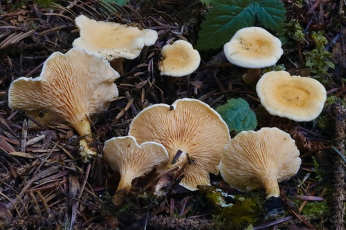 False Chanterelle
