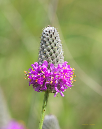 purple prairie clover