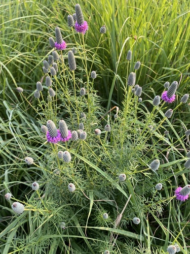 purple prairie clover