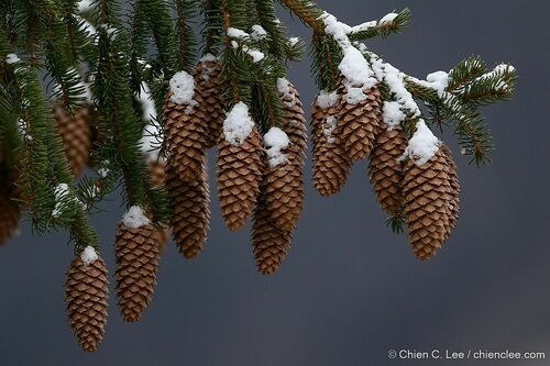 Norway spruce