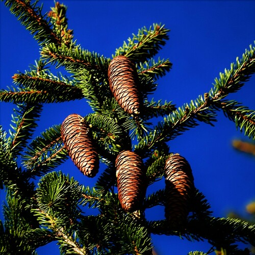 Norway spruce