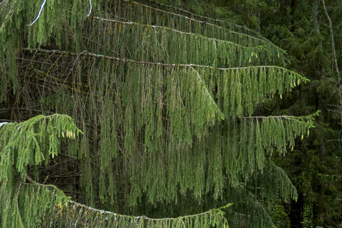 Norway spruce