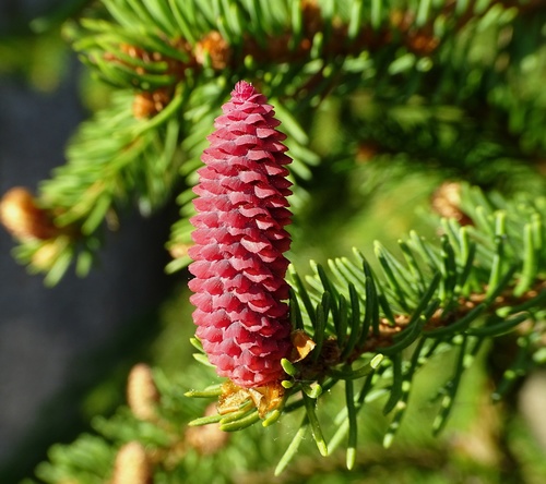Norway spruce