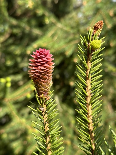 Norway spruce